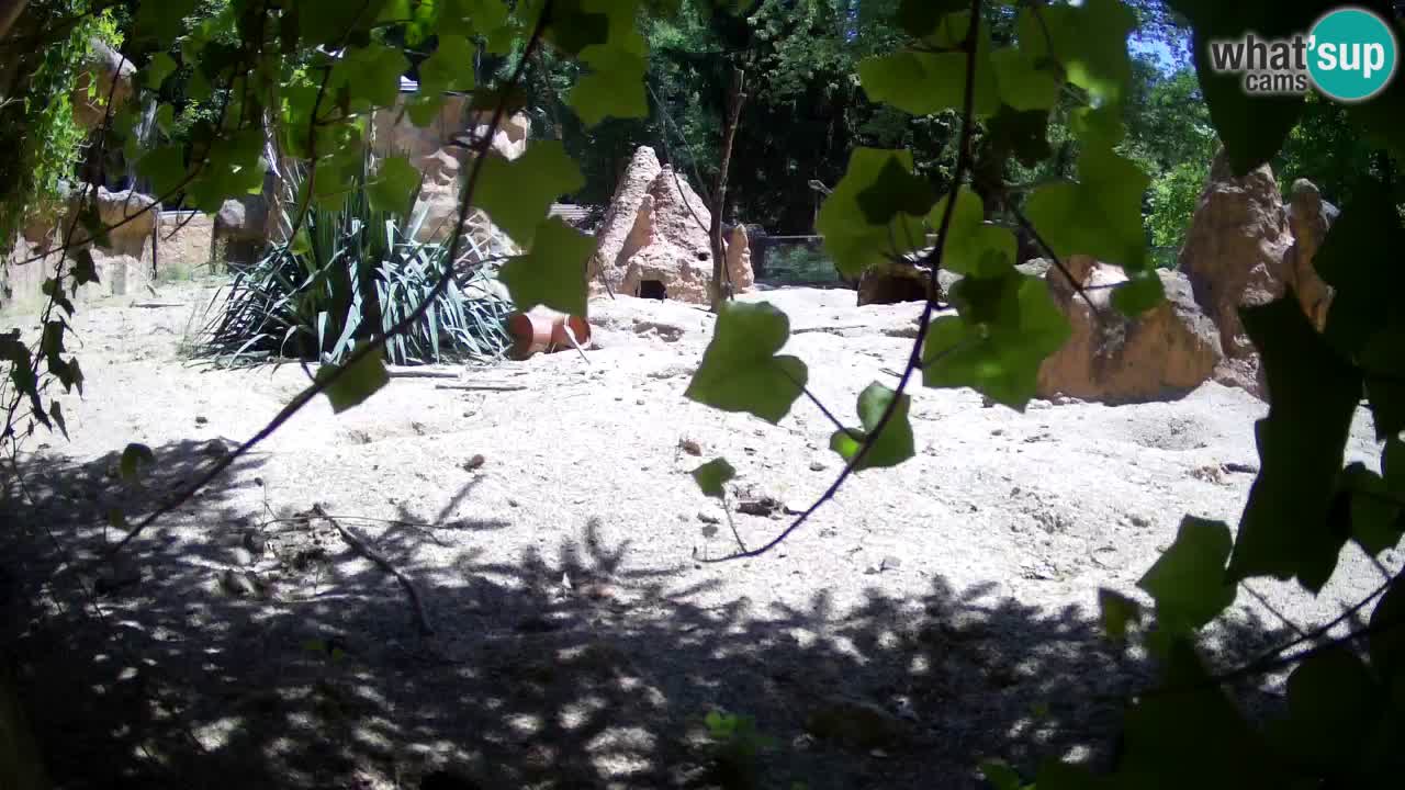 Live cam Zoo Ljubljana – Erdmännchen