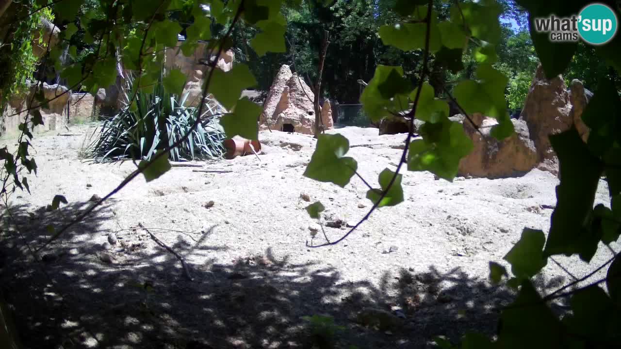 Live cam Zoo Ljubljana – Erdmännchen