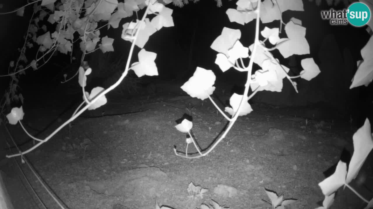 Zoo Ljubljana – Live webcam Meerkat (Suricata)
