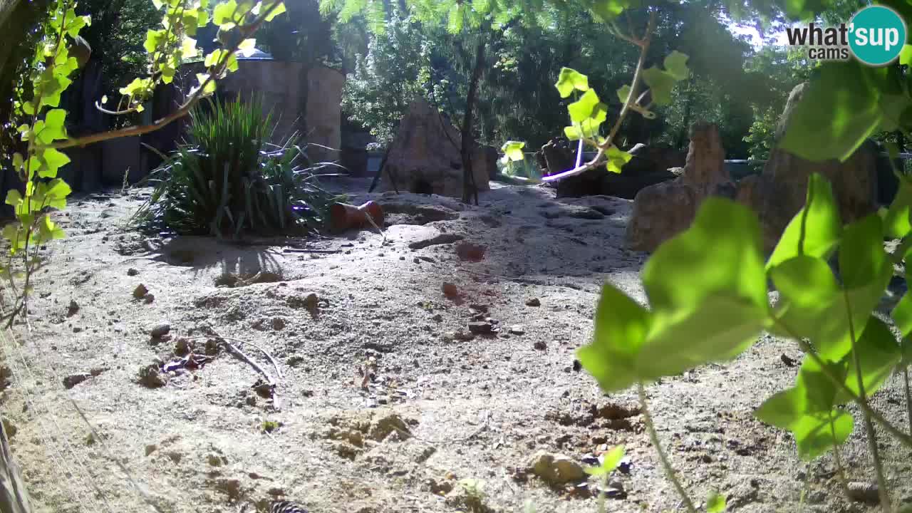 Webcam Zoo Ljubljana – Suricate