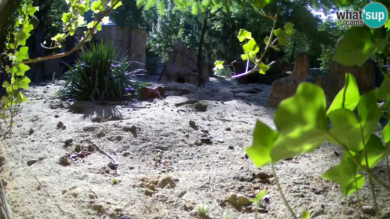 Webcam live Zoo Ljubljana – Suricata