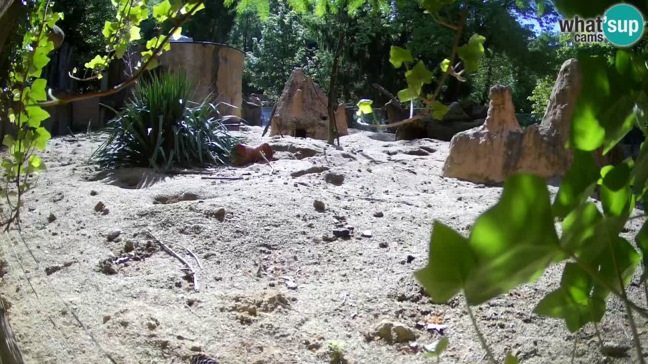 Zoo Ljubljana – Live webcam Meerkat (Suricata)