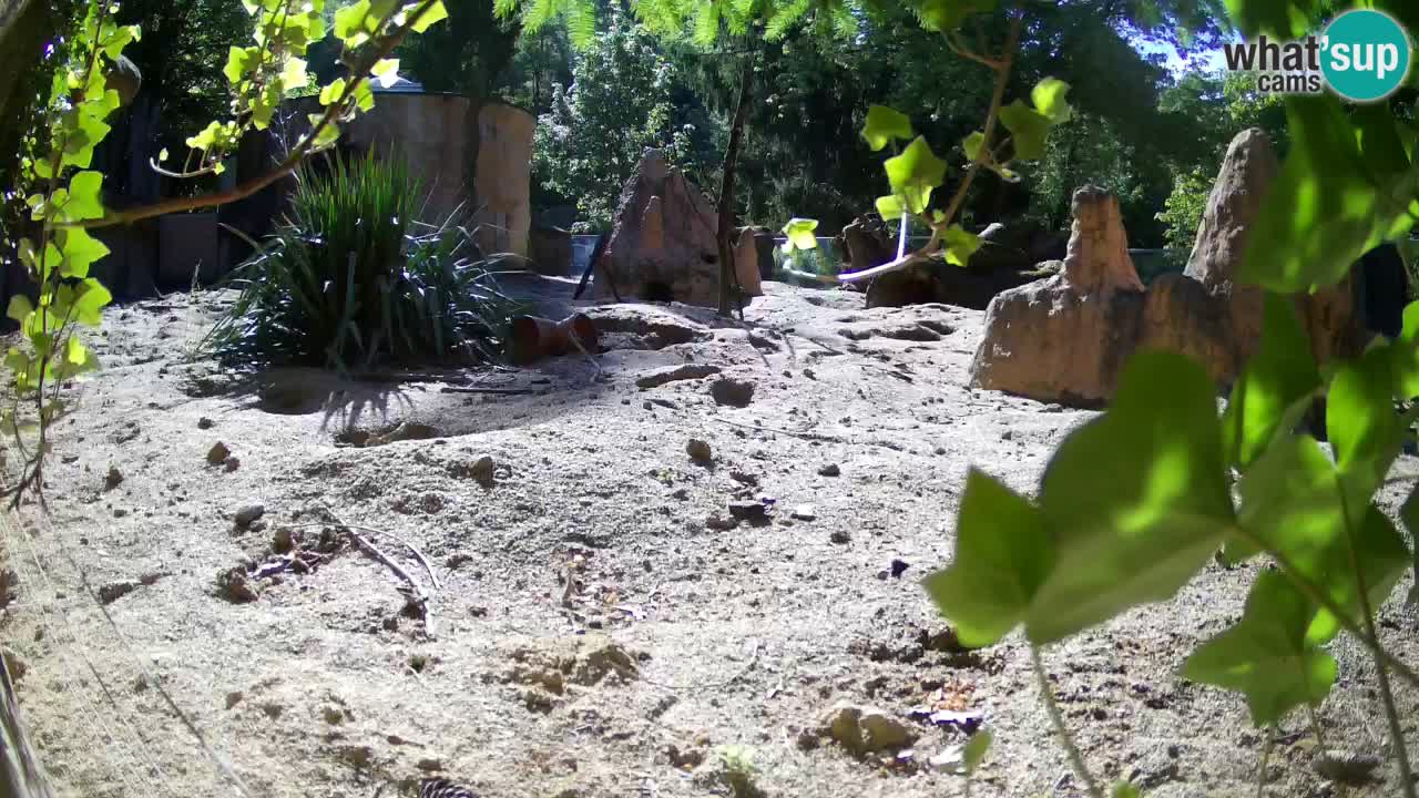 Live cam Zoo Ljubljana – Erdmännchen