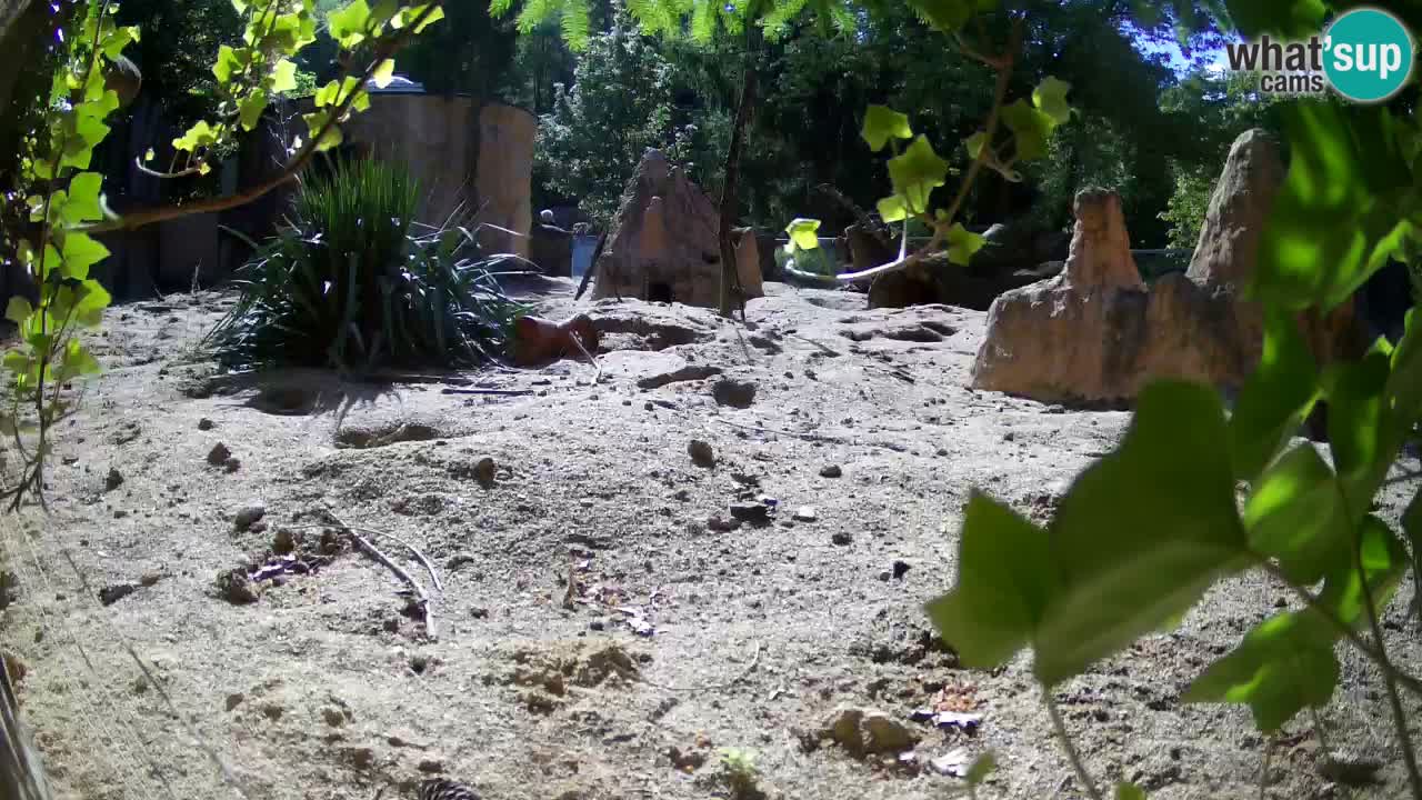 Zoo Ljubljana – Live webcam Meerkat (Suricata)