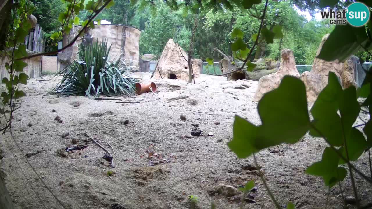 Webcam Zoo Ljubljana – Suricate