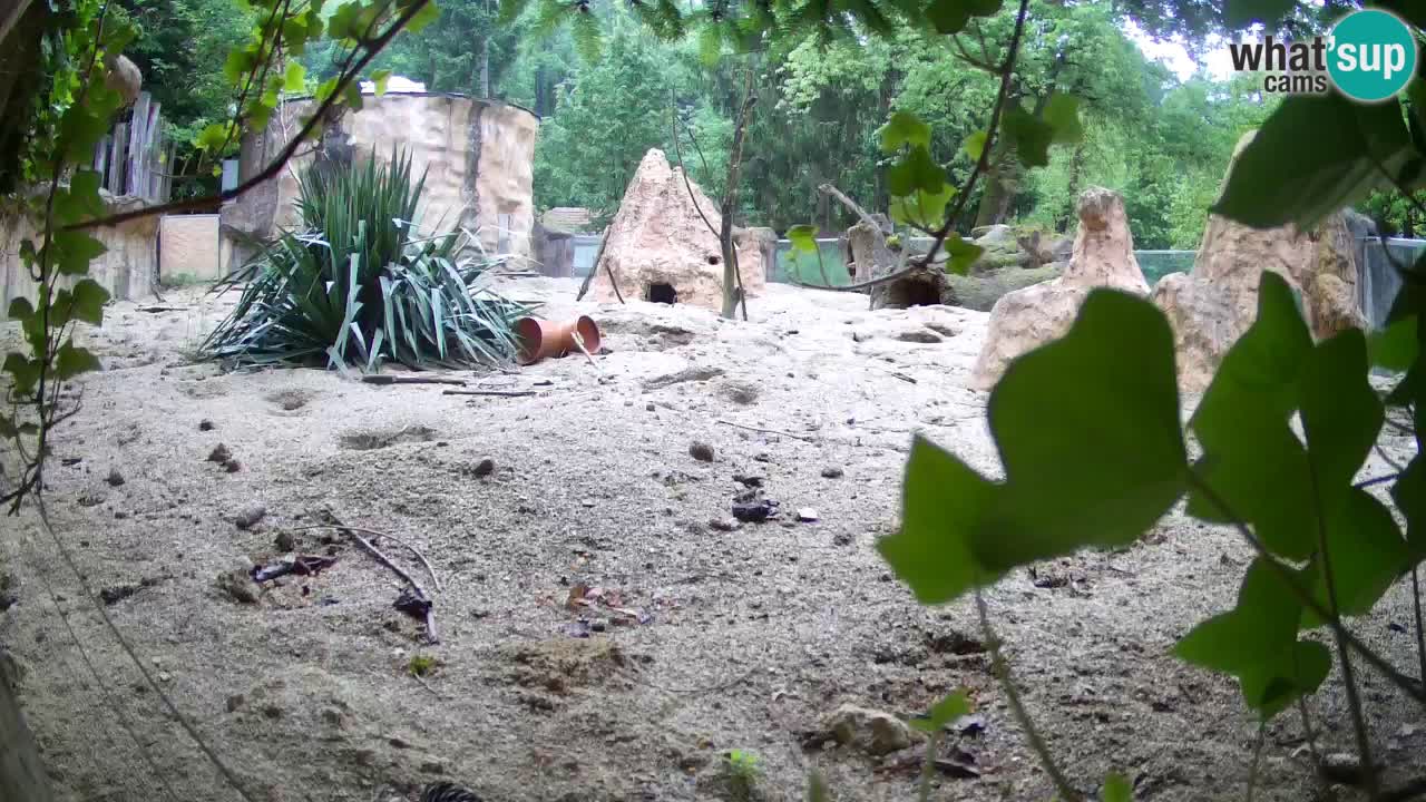 Webcam live Zoo Ljubljana – Suricata