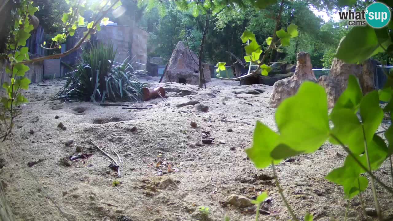 Zoo Ljubljana – Live webcam Meerkat (Suricata)