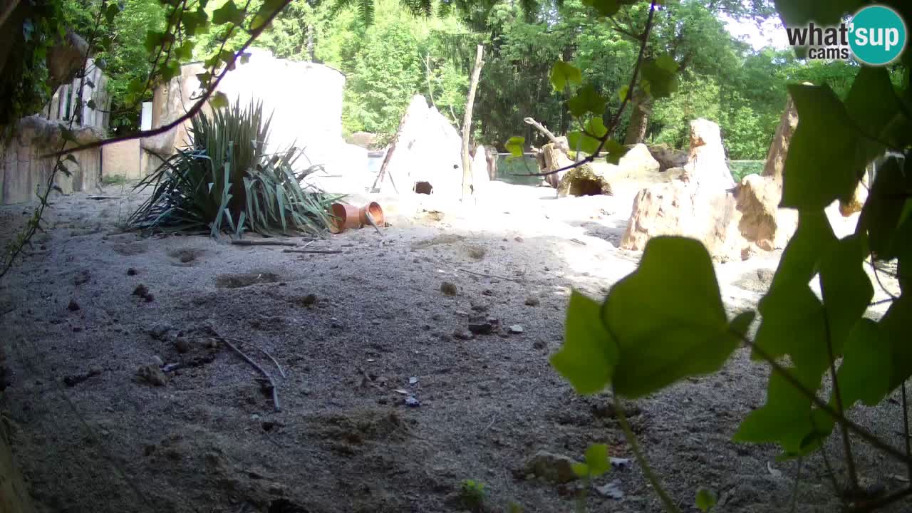 Zoo Ljubljana – Meerkat (Suricata)