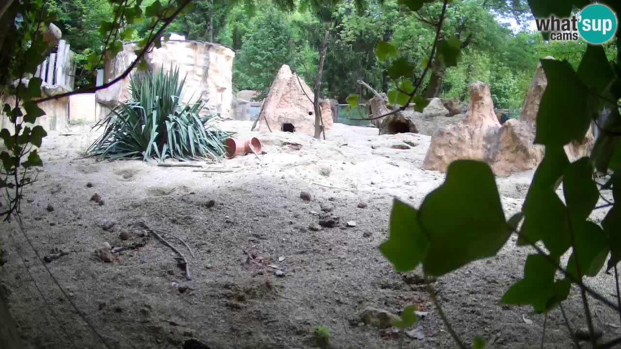 Webcam live Zoo Ljubljana – Suricata