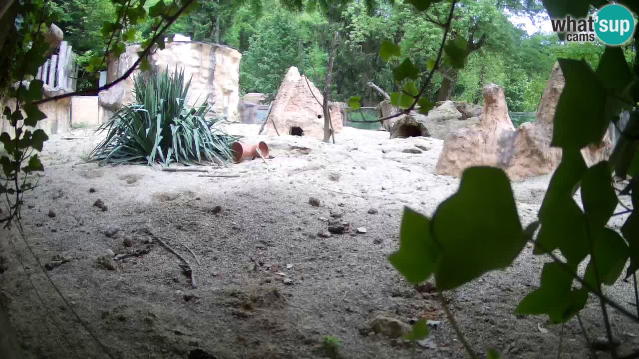 Webcam live Zoo Ljubljana – Suricata