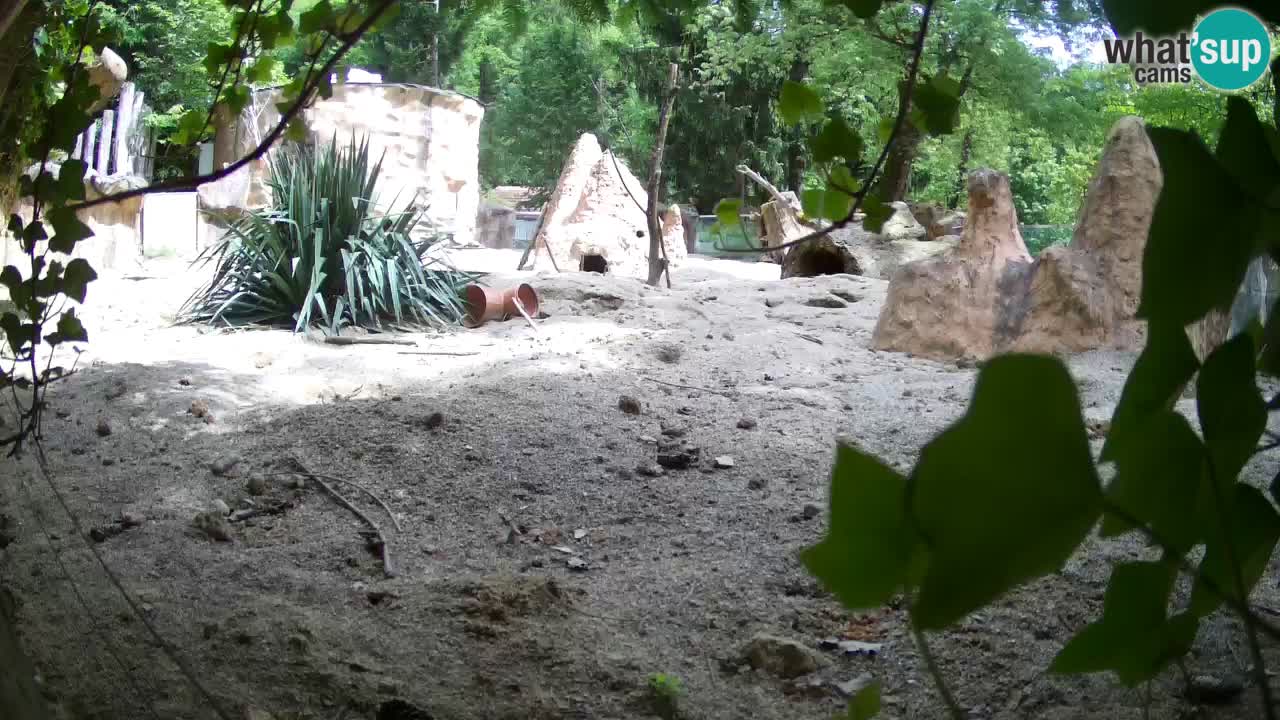 Webcam live Zoo Ljubljana – Suricata