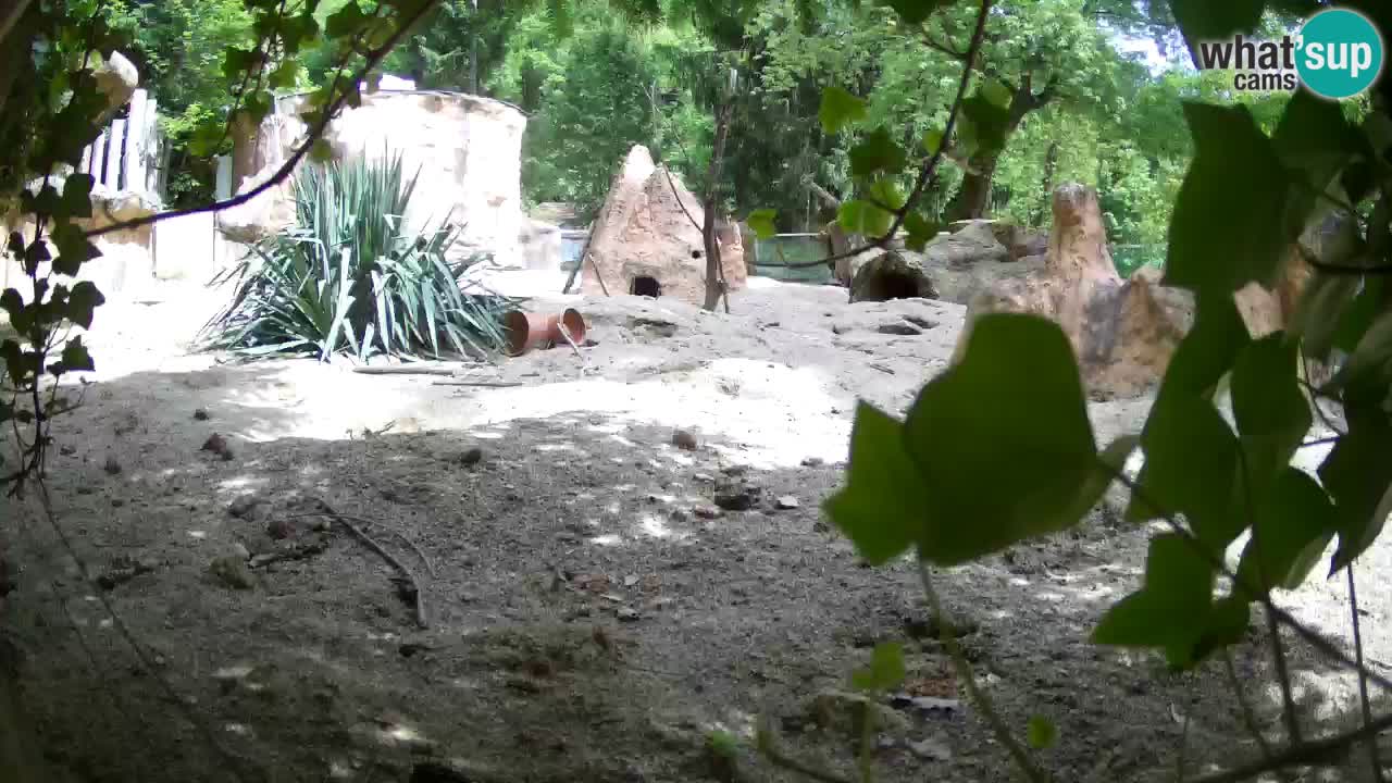 Zoo Ljubljana – Live webcam Meerkat (Suricata)