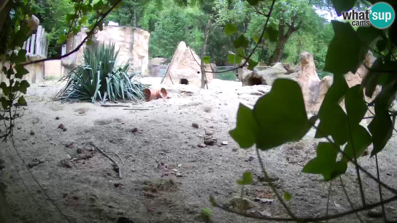 Webcam live Zoo Ljubljana – Suricata