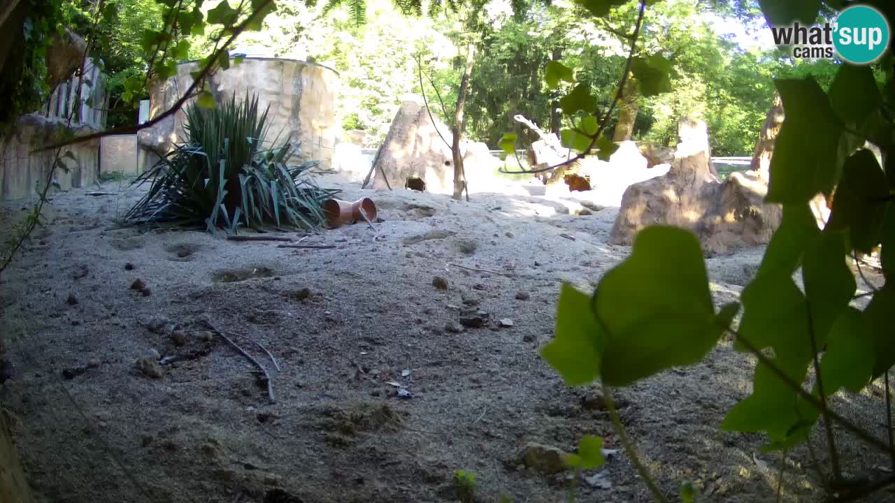 Webcam live Zoo Ljubljana – Suricata