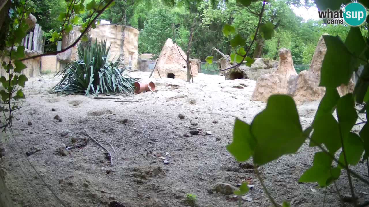 Web kamera Zoo Ljubljana – Merkat