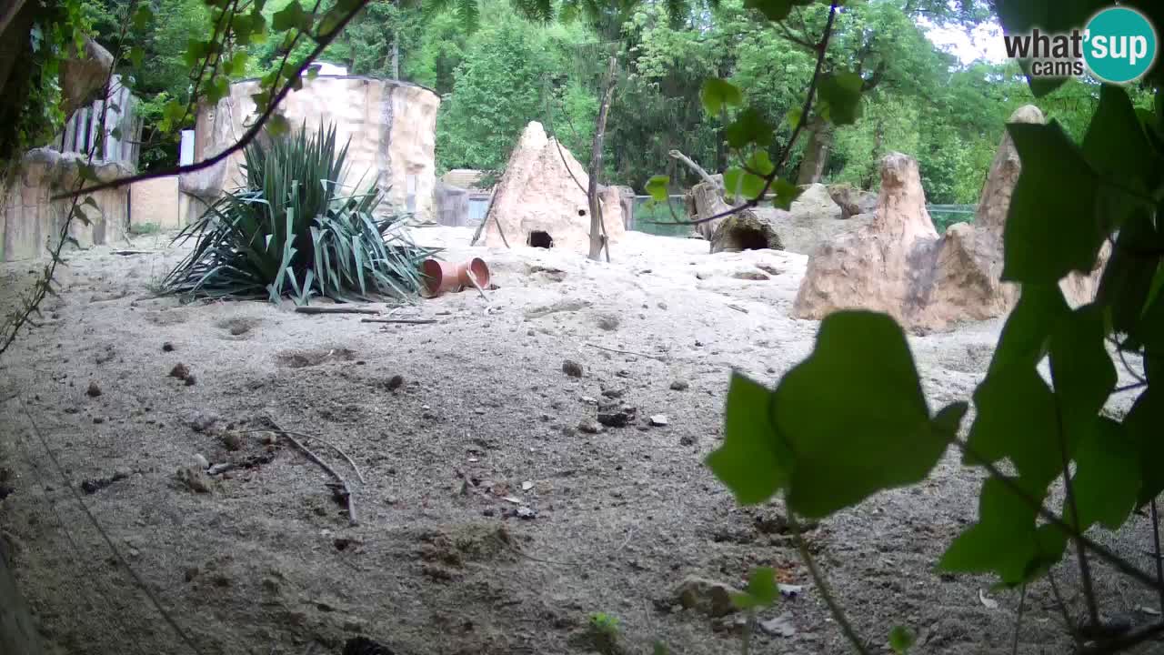 Web kamera Zoo Ljubljana – Merkat