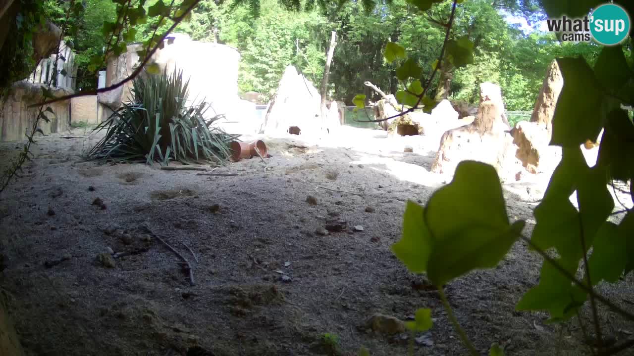 Zoo Ljubljana – Live webcam Meerkat (Suricata)