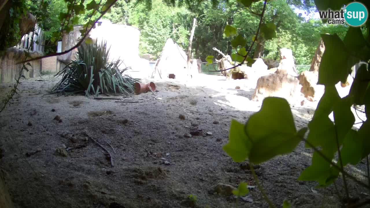 Webcam live Zoo Ljubljana – Suricata