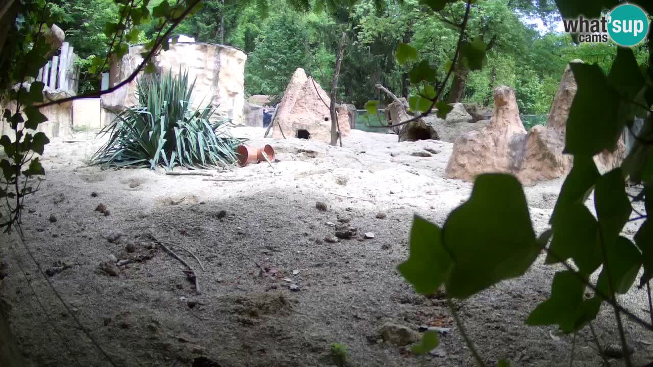 Zoo Ljubljana – Live webcam Meerkat (Suricata)