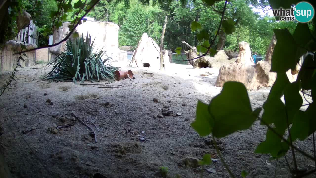 Live cam Zoo Ljubljana – Erdmännchen