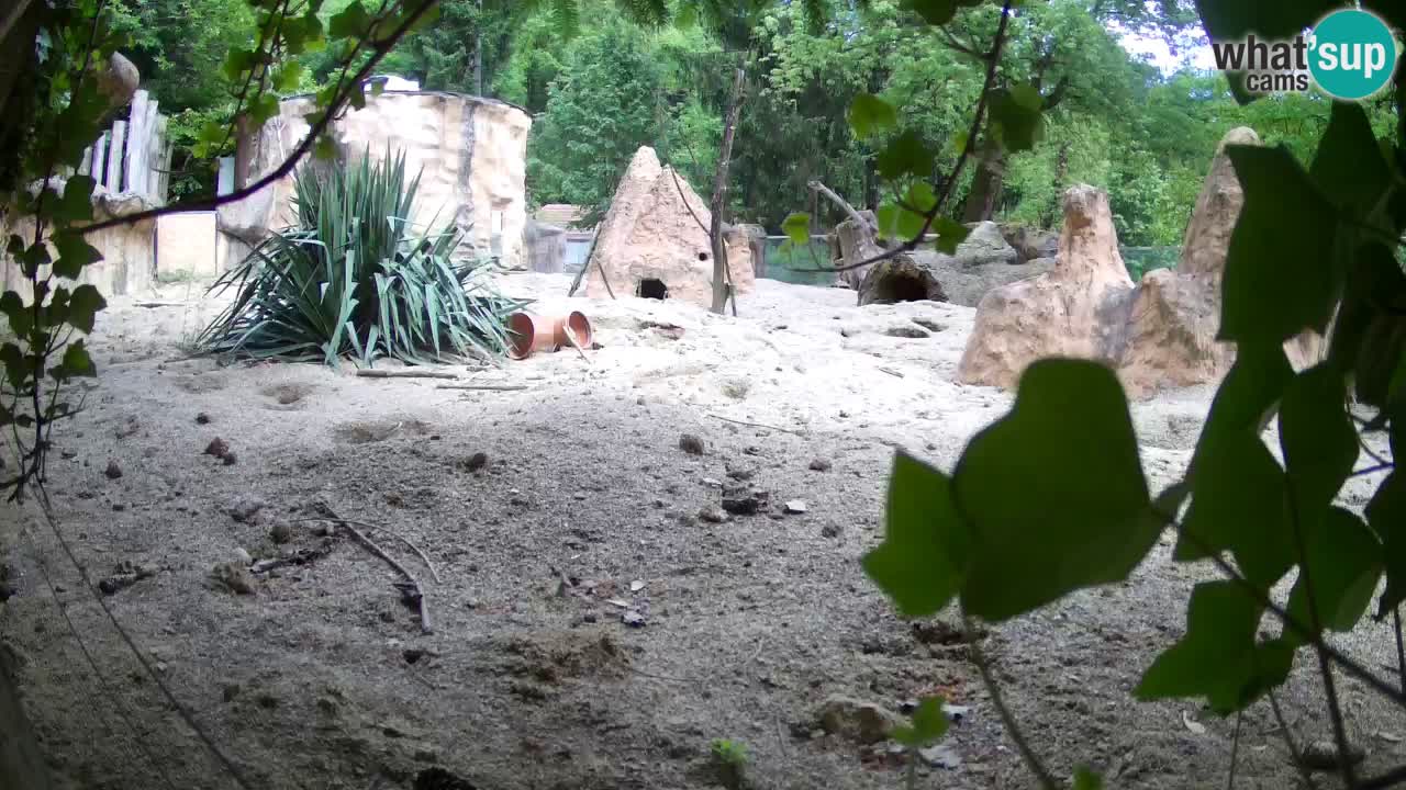 Zoo Ljubljana – Meerkat (Suricata)