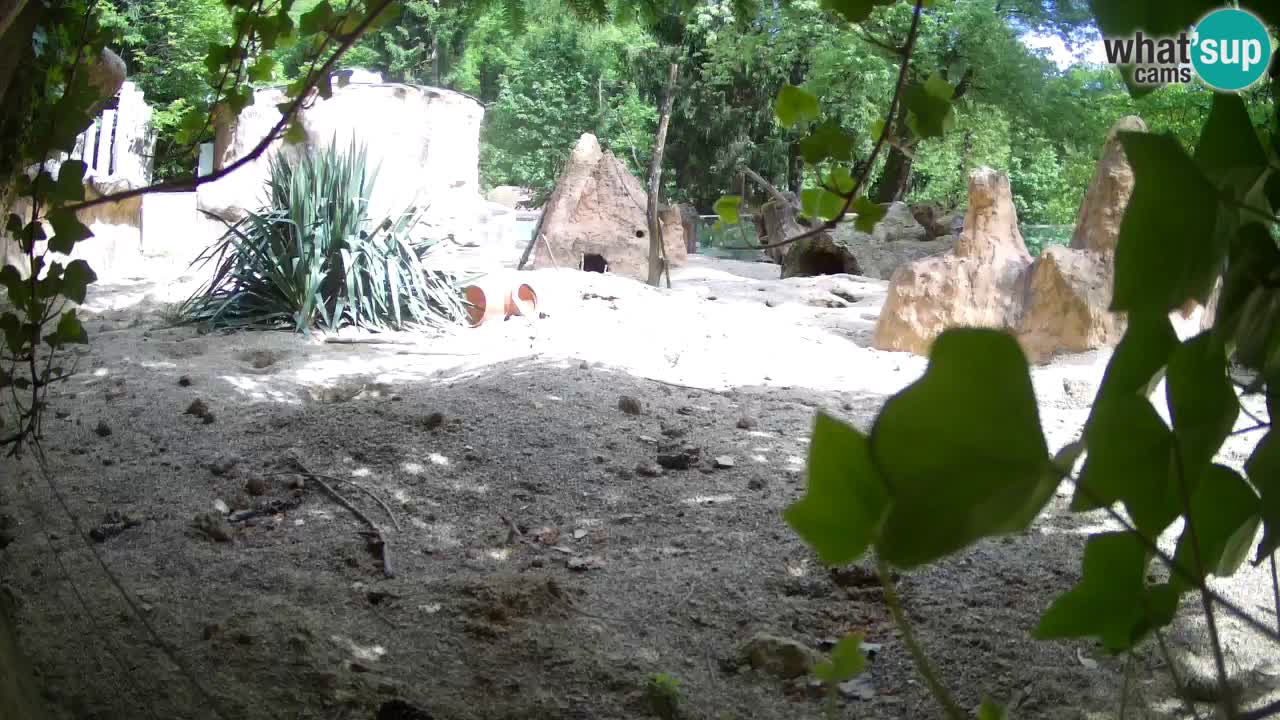 Webcam Zoo Ljubljana – Suricate
