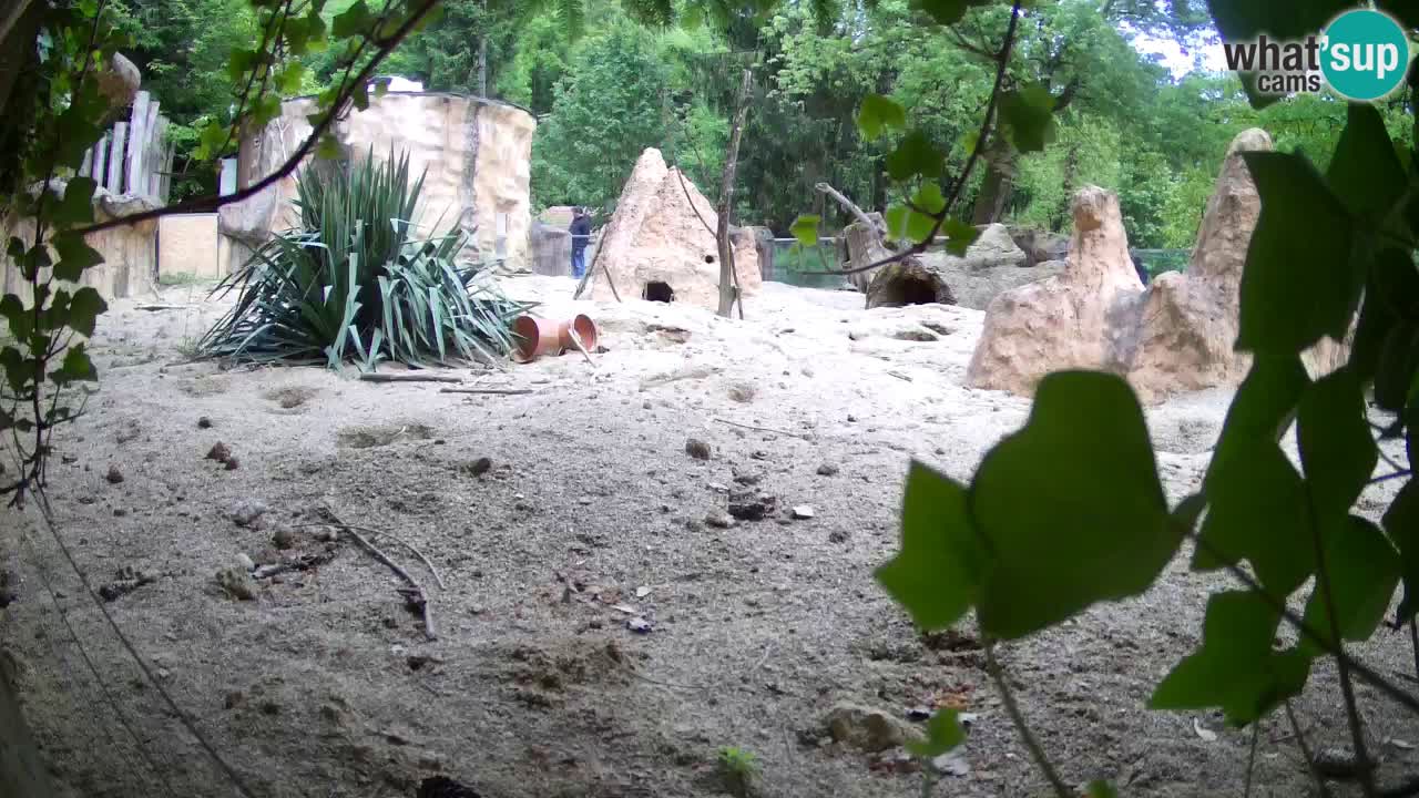 Webcam Zoo Ljubljana – Suricate