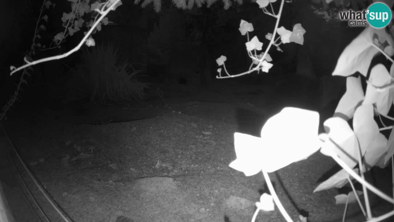 Live cam Zoo Ljubljana – Erdmännchen