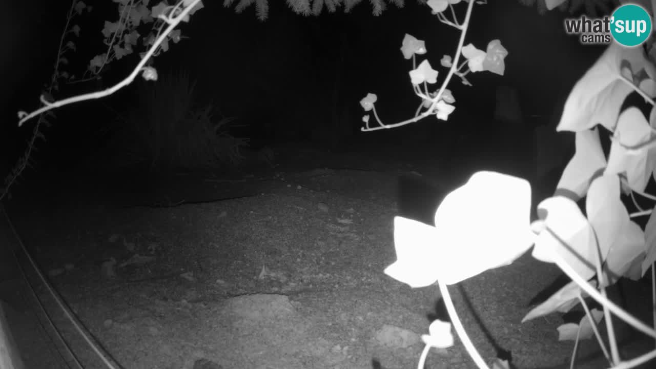 Zoo Ljubljana – Live webcam Meerkat (Suricata)