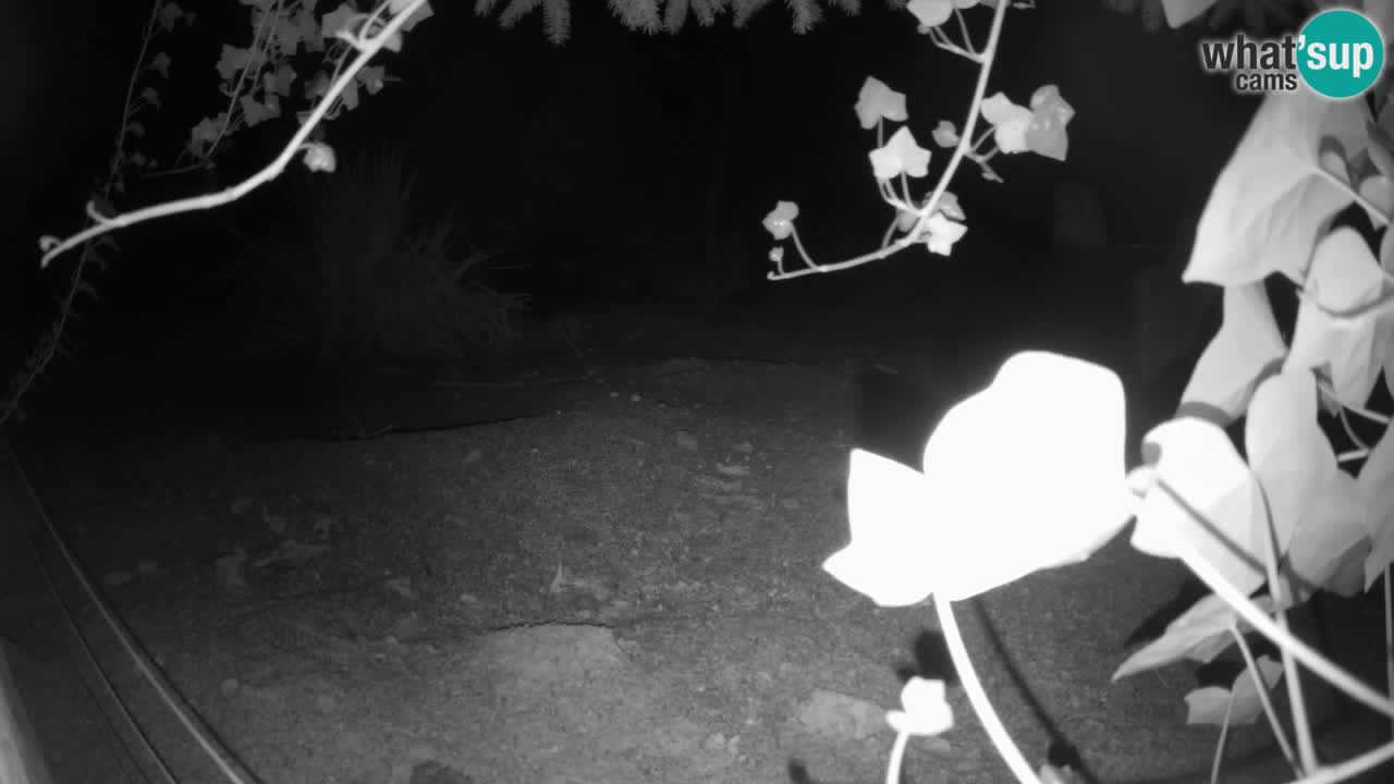 Webcam live Zoo Ljubljana – Suricata