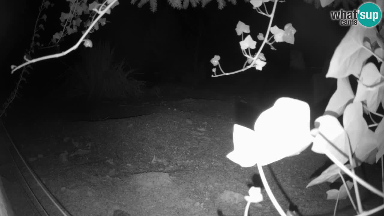 Webcam live Zoo Ljubljana – Suricata