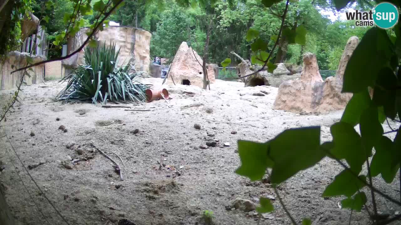 Zoo Ljubljana – Live webcam Meerkat (Suricata)
