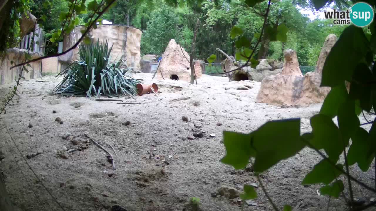 Zoo Ljubljana – Live webcam Meerkat (Suricata)
