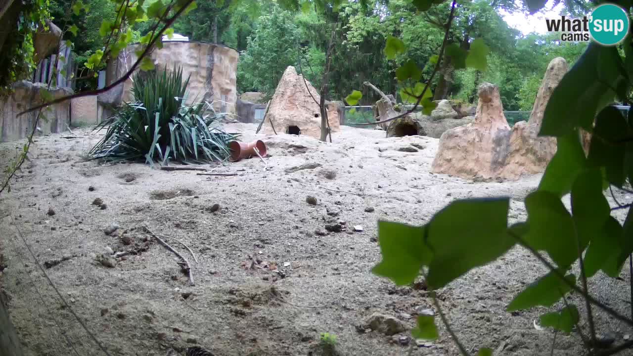 Webcam Zoo Ljubljana – Suricate