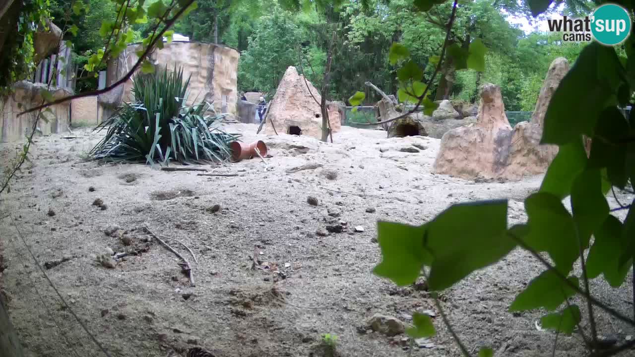 Webcam Zoo Ljubljana – Suricate