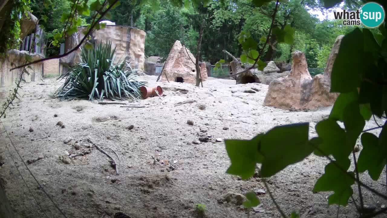 Live cam Zoo Ljubljana – Erdmännchen