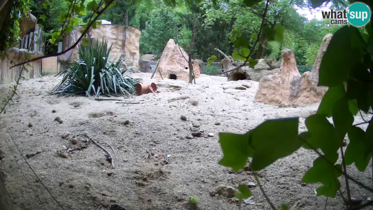 Webcam live Zoo Ljubljana – Suricata