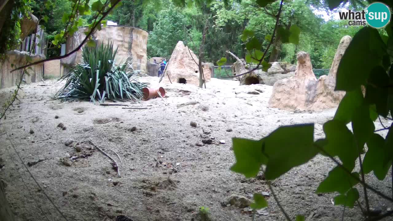 Zoo Ljubljana – Live webcam Meerkat (Suricata)