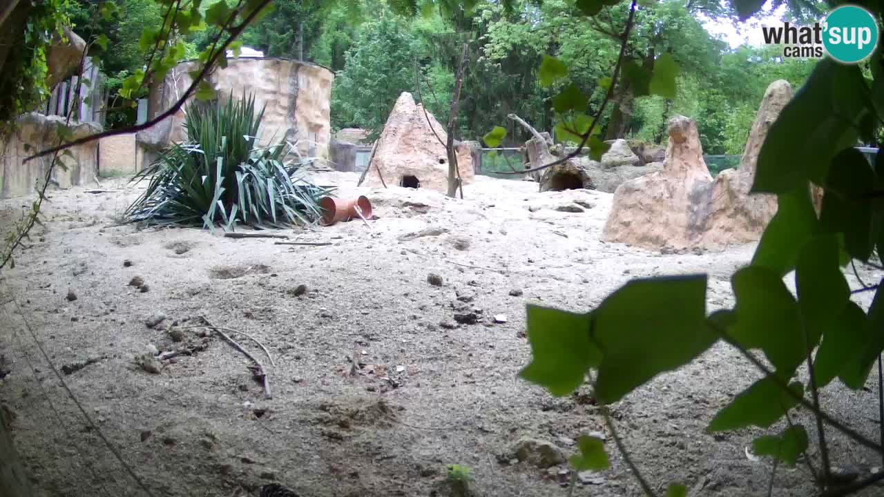 Web kamera Zoo Ljubljana – Merkat