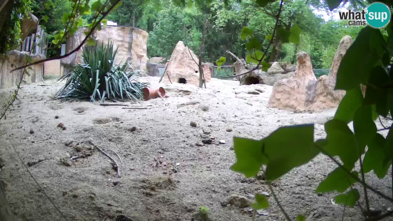 Web kamera Zoo Ljubljana – Merkat