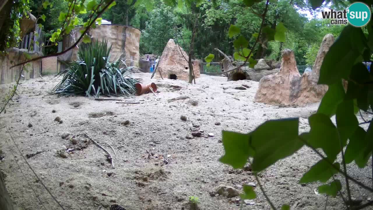 Webcam live Zoo Ljubljana – Suricata