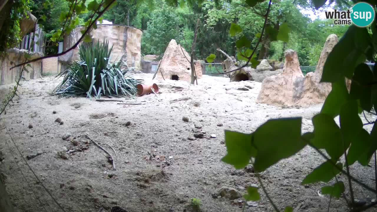 Web kamera Zoo Ljubljana – Merkat