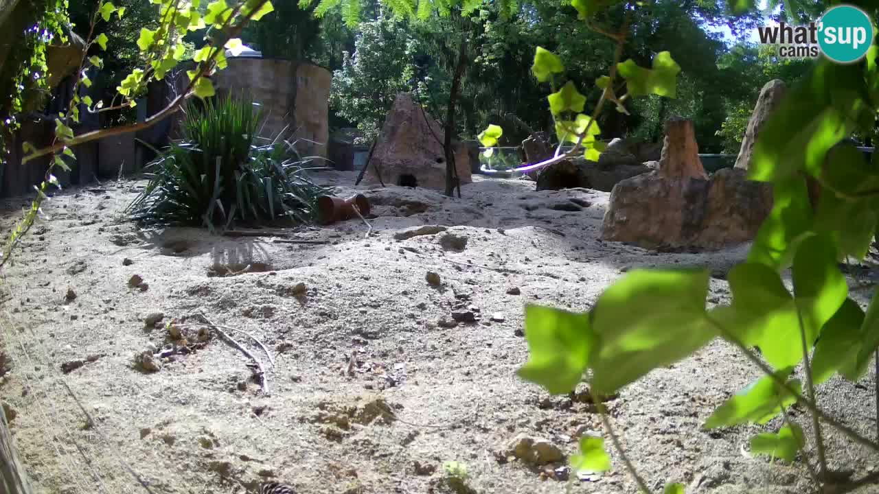 Zoo Ljubljana – Live webcam Meerkat (Suricata)
