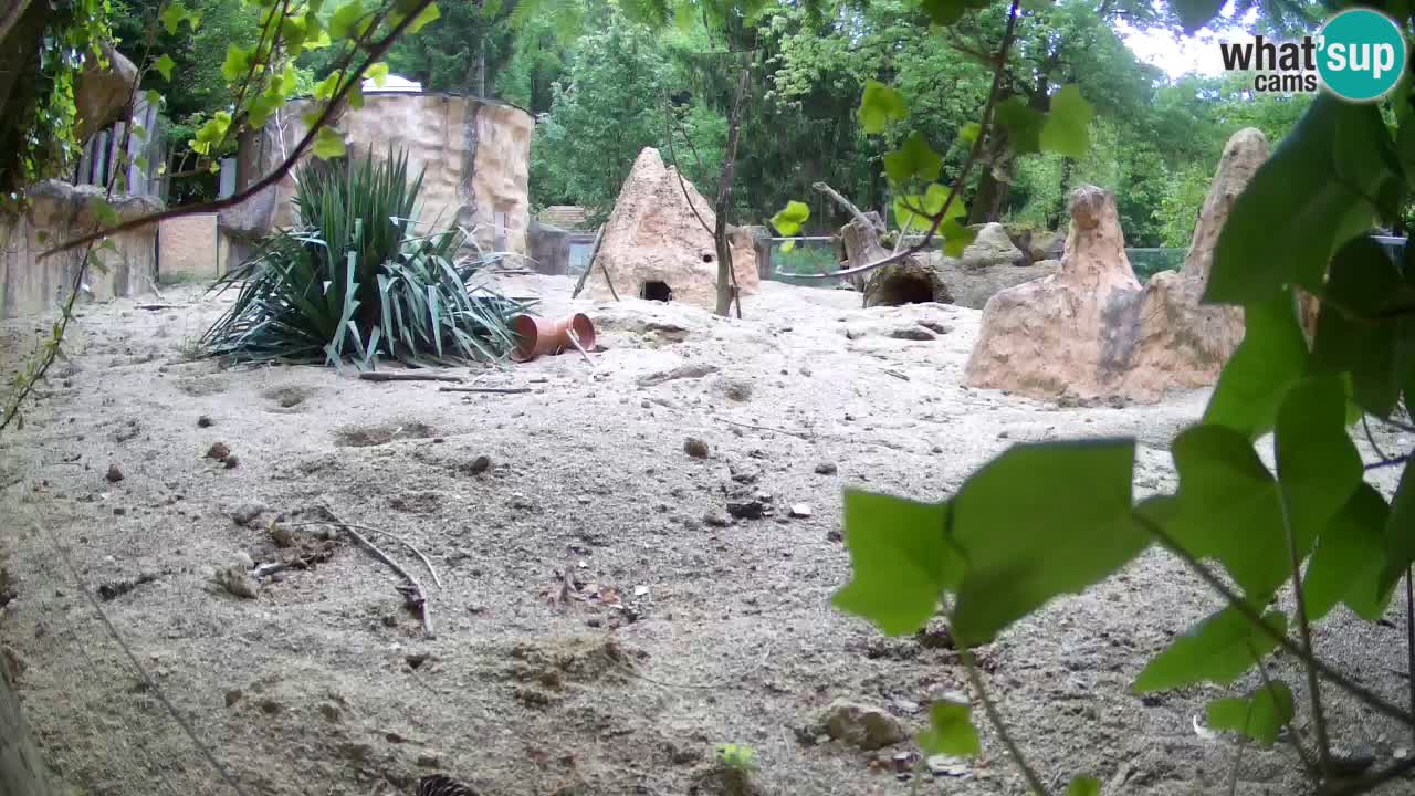 Webcam live Zoo Ljubljana – Suricata
