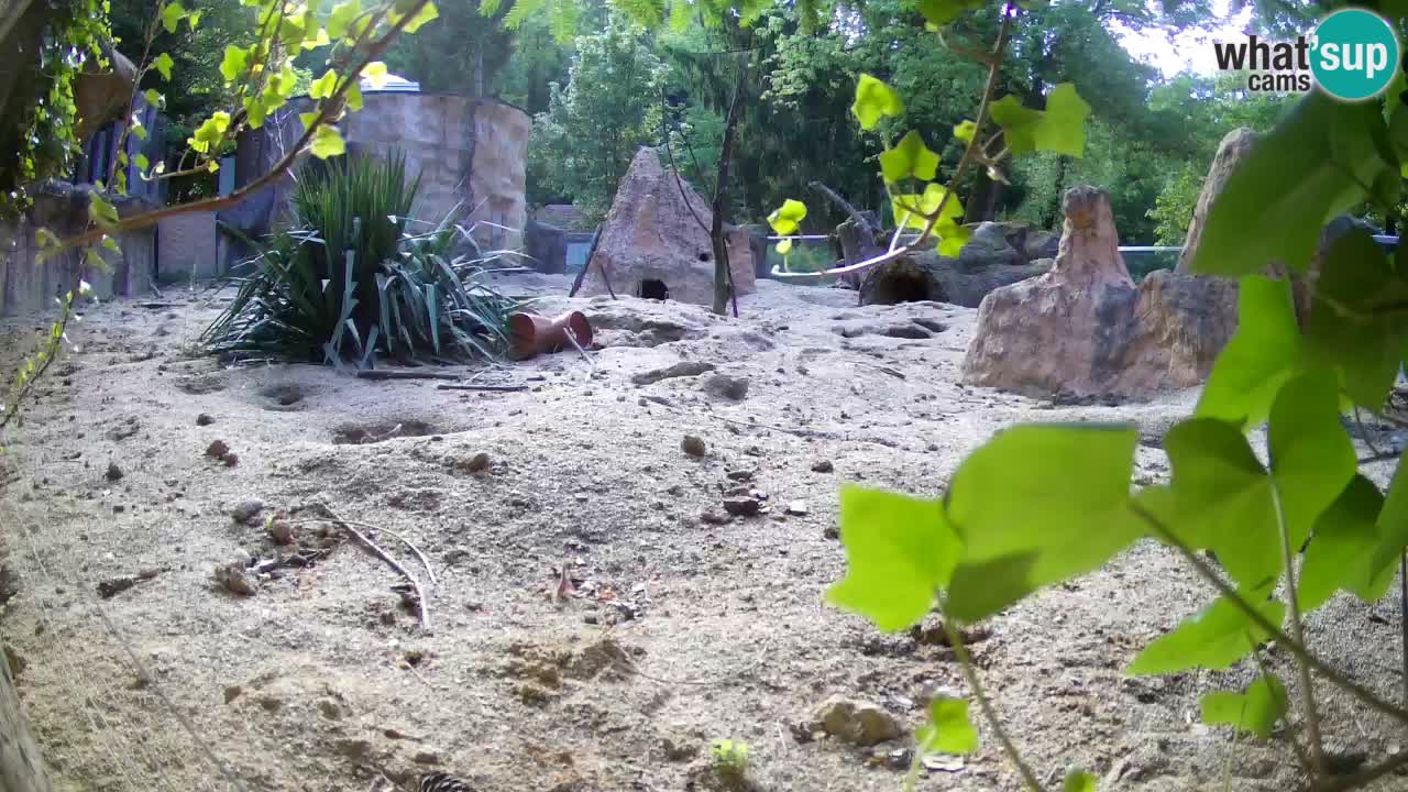 Webcam live Zoo Ljubljana – Suricata