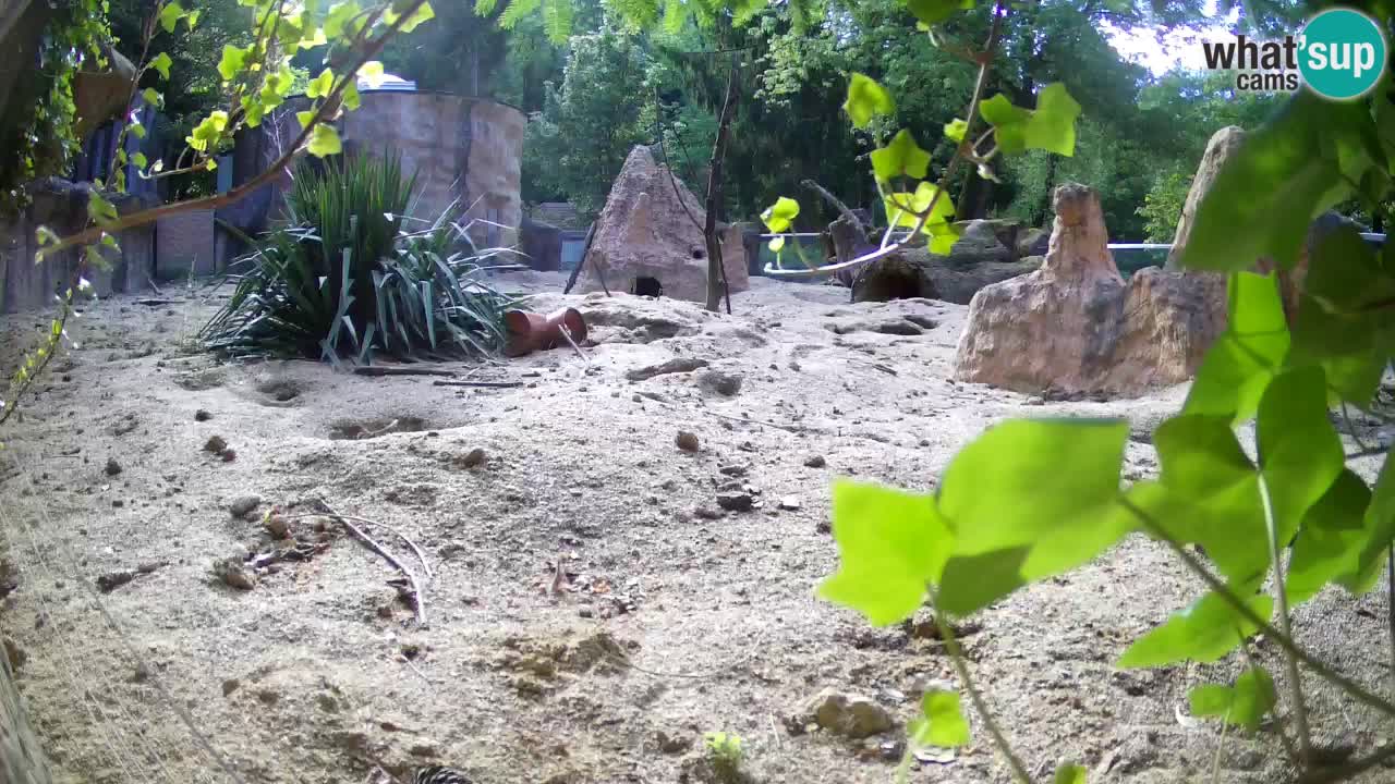 Webcam live Zoo Ljubljana – Suricata