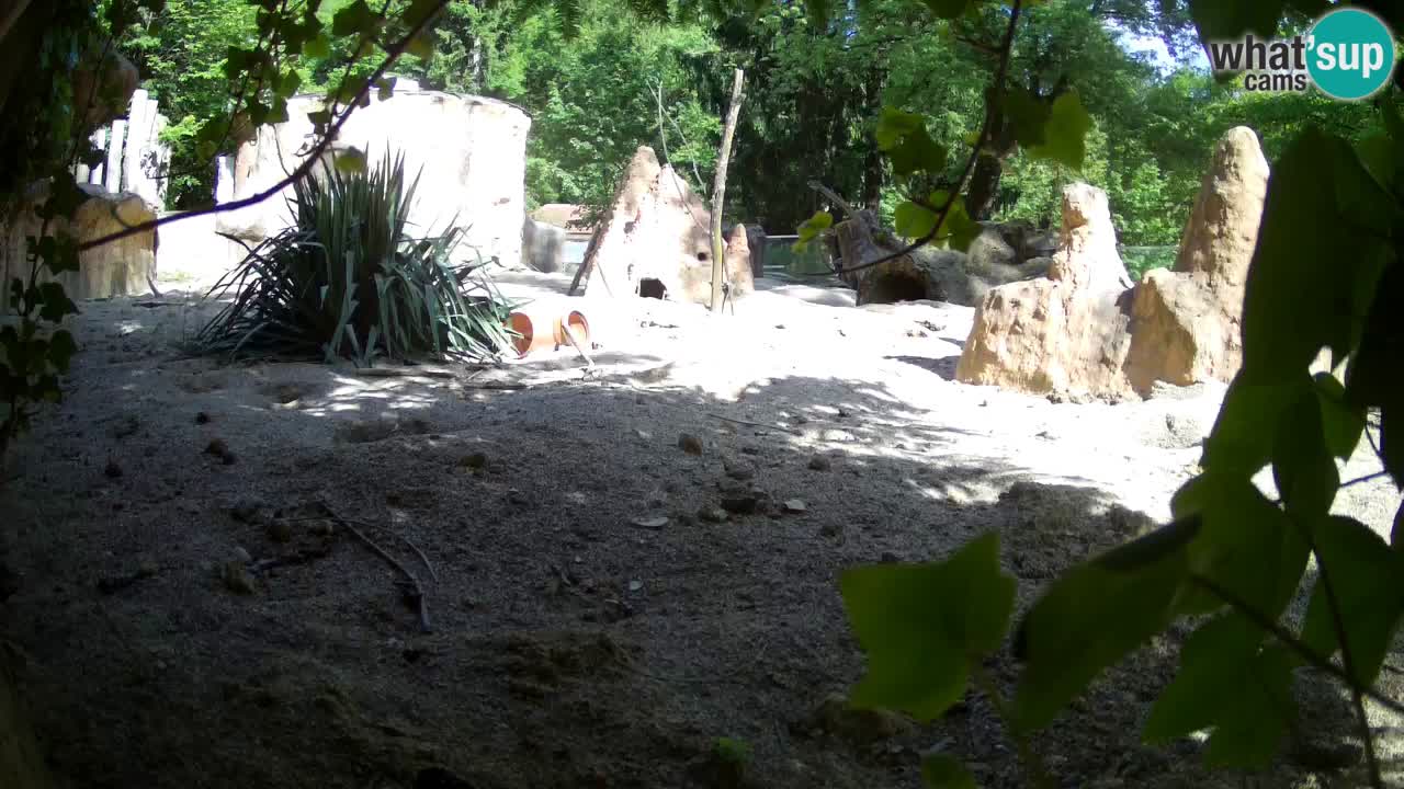 Webcam live Zoo Ljubljana – Suricata