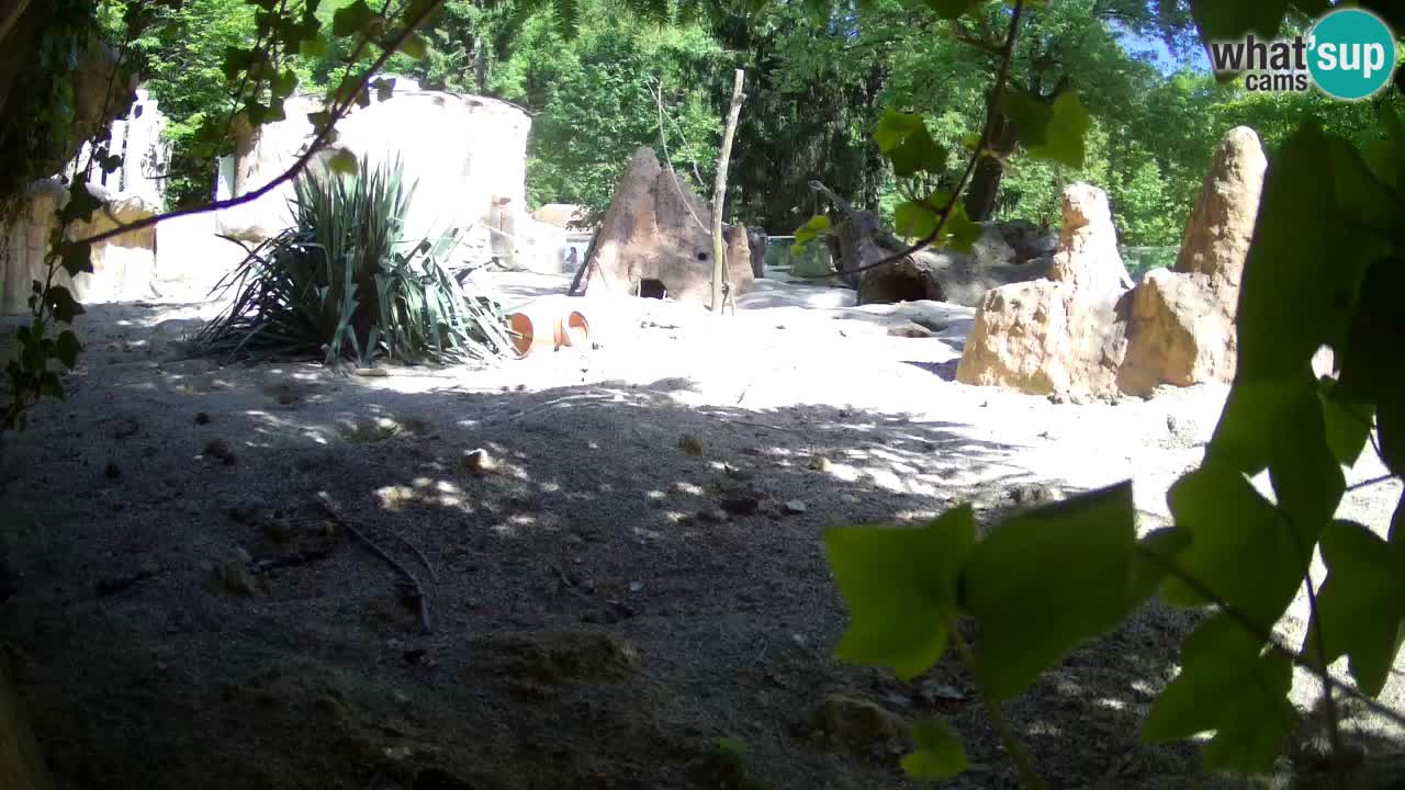 Zoo Ljubljana – Live webcam Meerkat (Suricata)