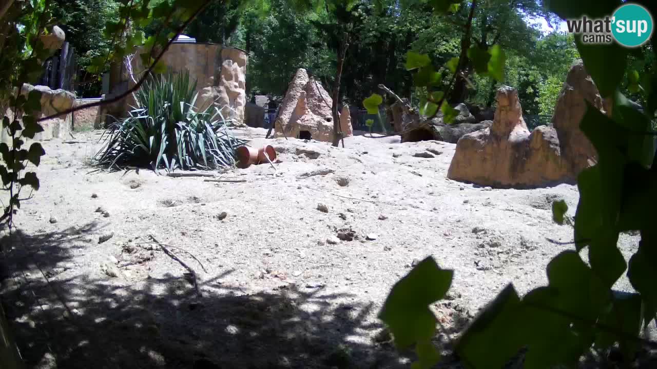 Live cam Zoo Ljubljana – Erdmännchen