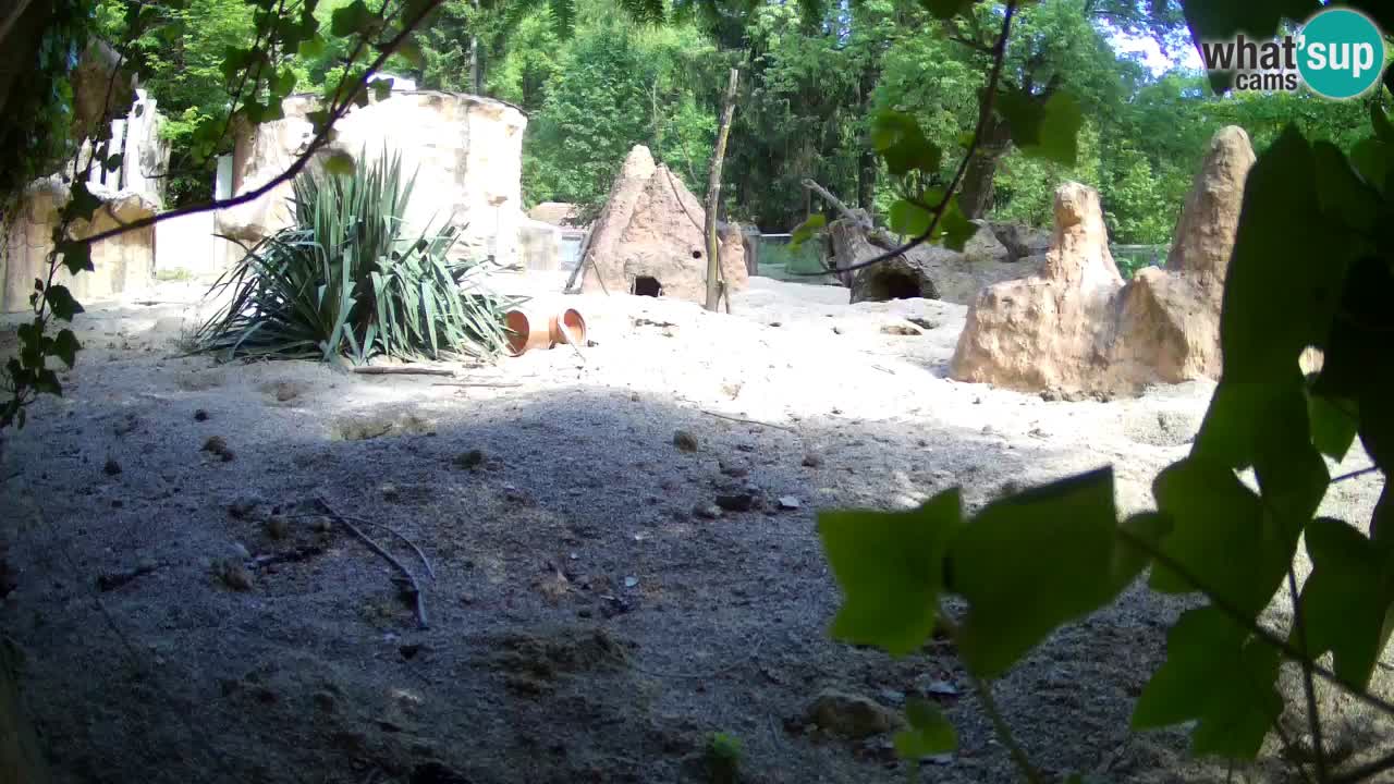 Zoo Ljubljana – Live webcam Meerkat (Suricata)